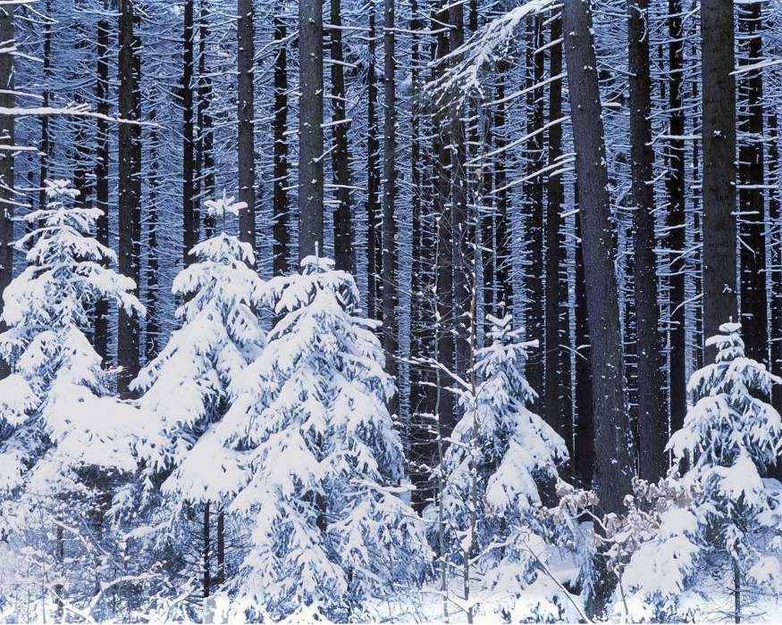 Landscape, Winter, Trees, Snow, Fir-trees
