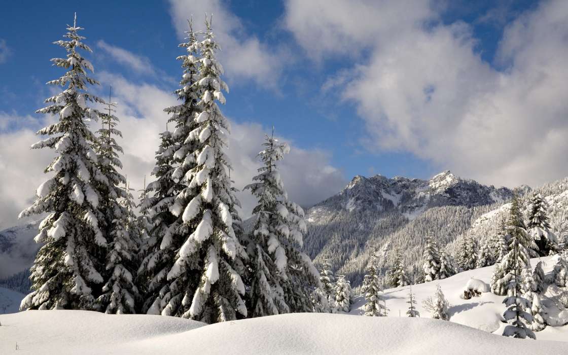 Landscape, Winter, Trees, Snow, Fir-trees