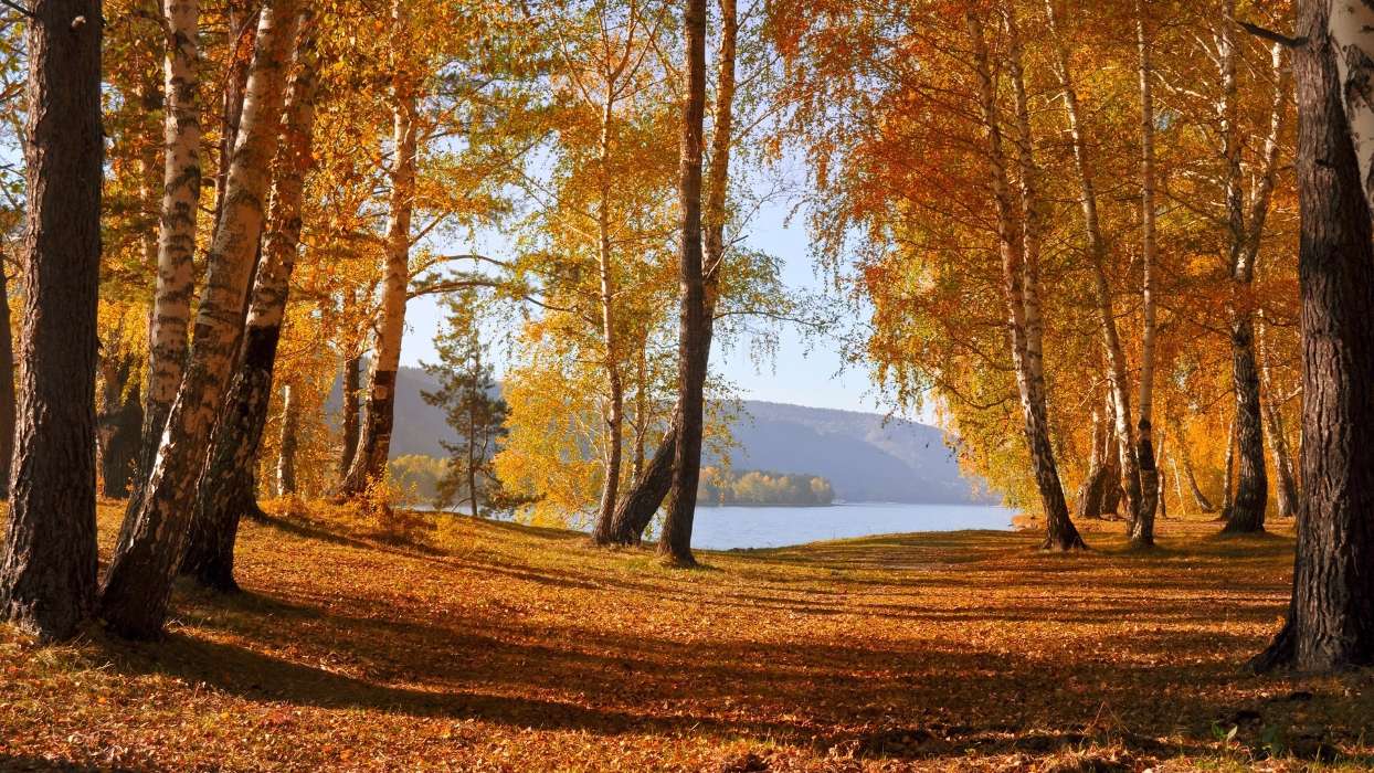 Trees, Birches, Leaves, Autumn, Landscape