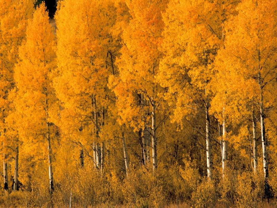 Trees,Birches,Autumn,Landscape,Nature