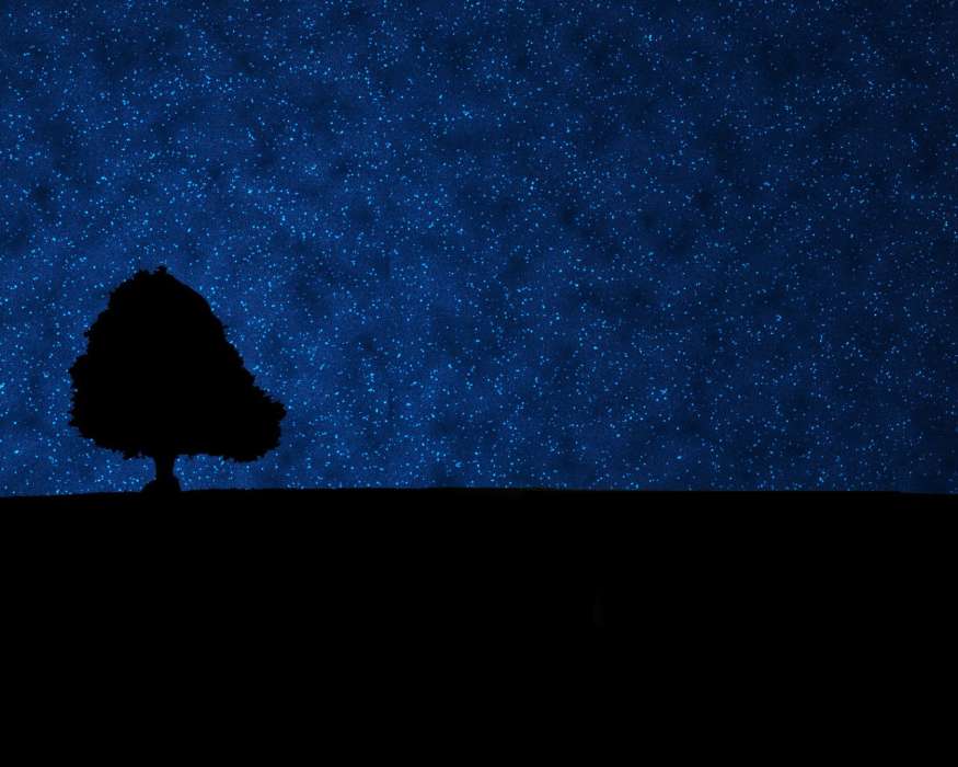 Trees, Background, Sky, Night, Stars