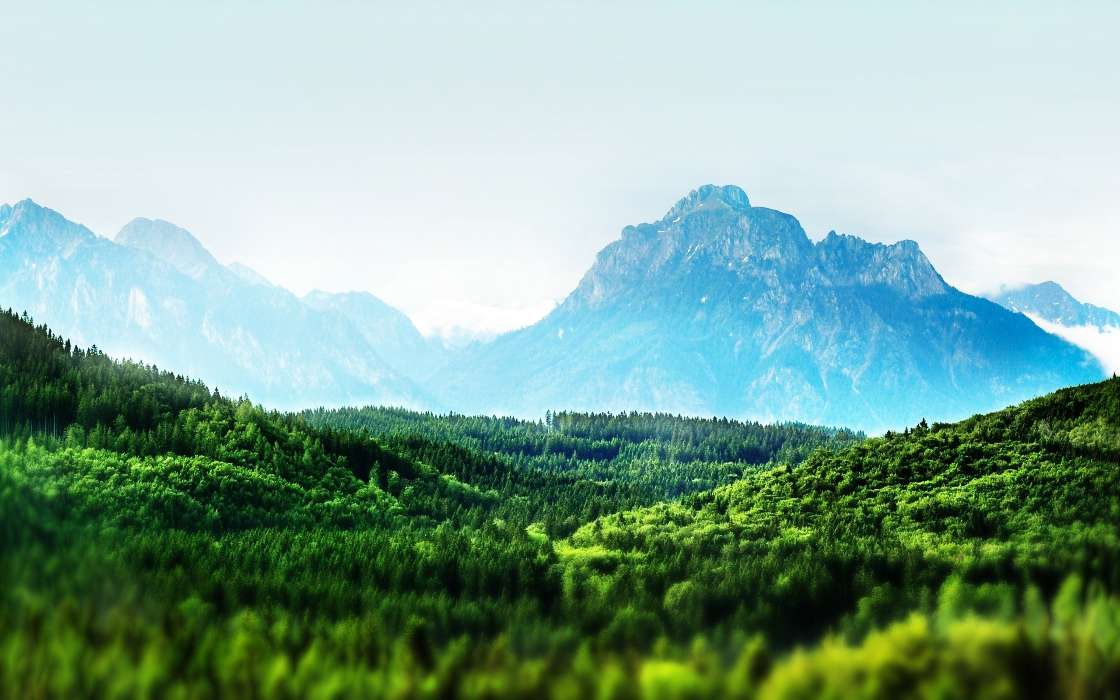 Trees, Mountains, Landscape