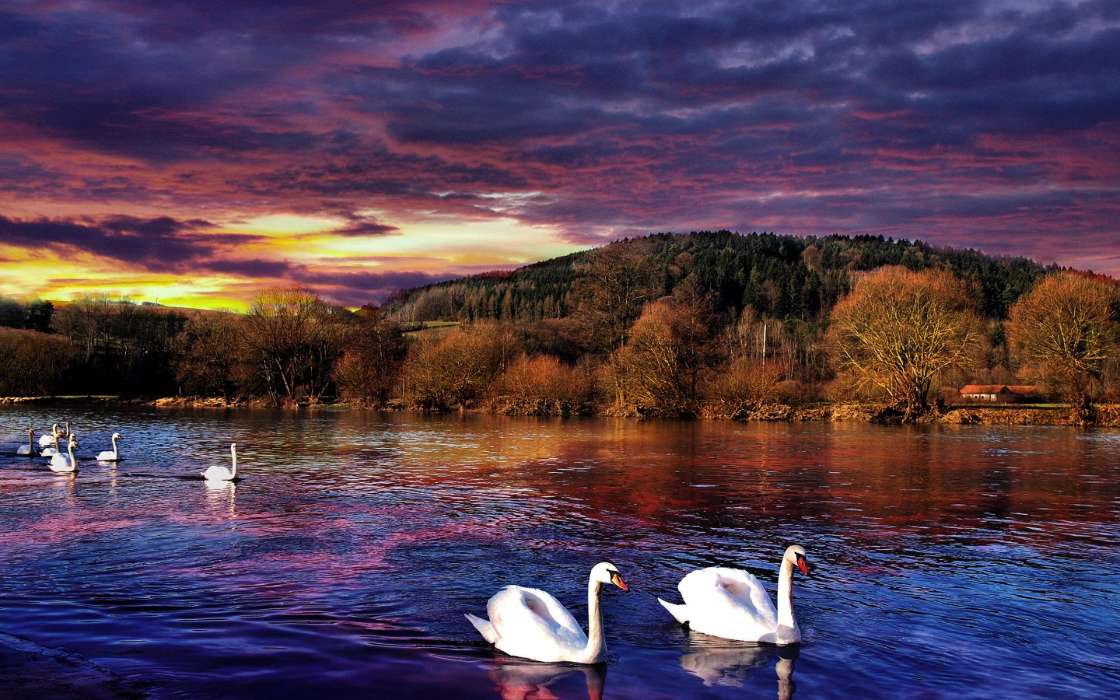 Trees, Swans, Lakes, Landscape, Birds