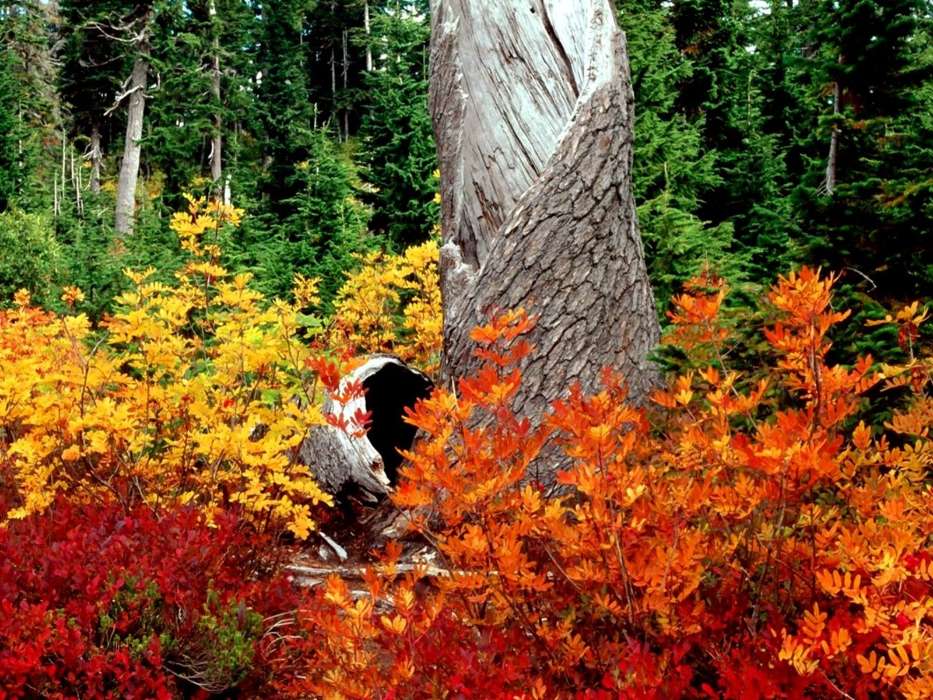 Landscape, Trees, Autumn, Leaves
