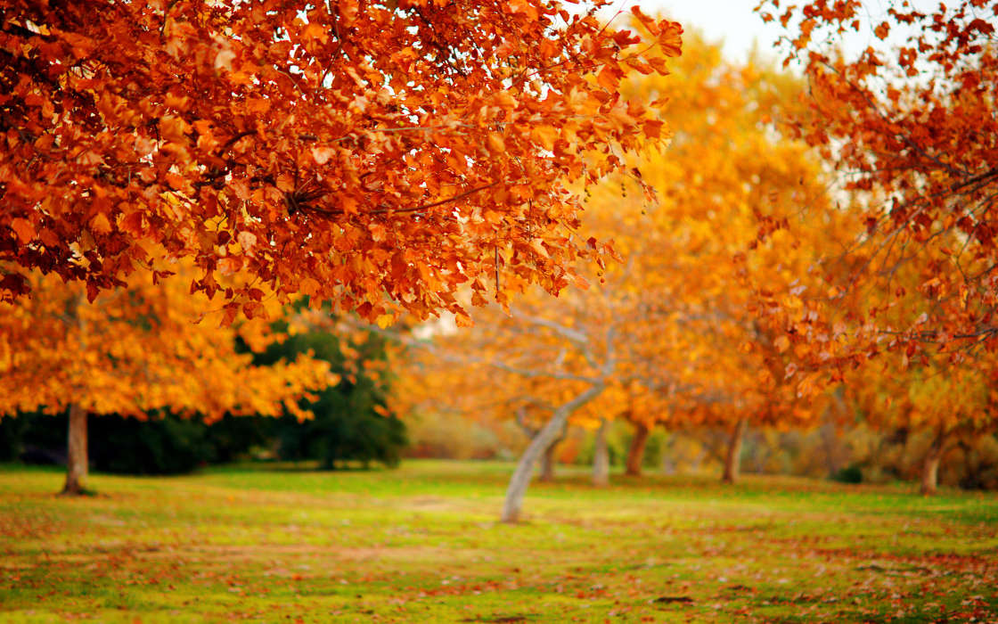 Trees, Leaves, Autumn, Landscape