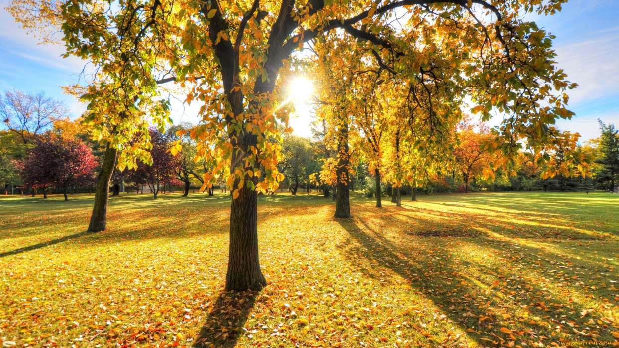 Trees, Leaves, Autumn, Landscape, Sun