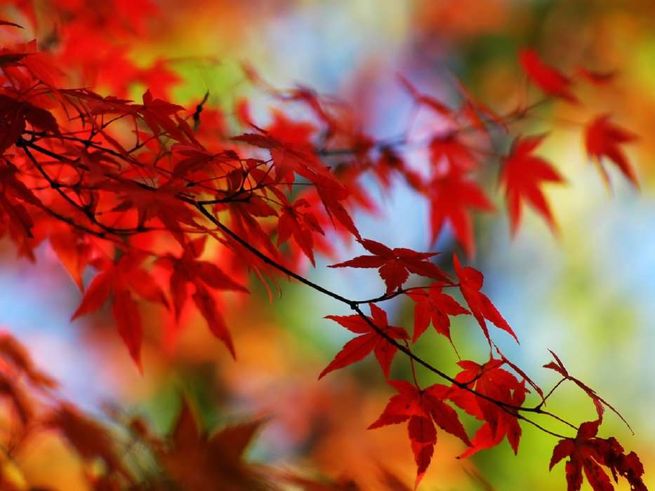 Trees, Leaves, Autumn, Plants