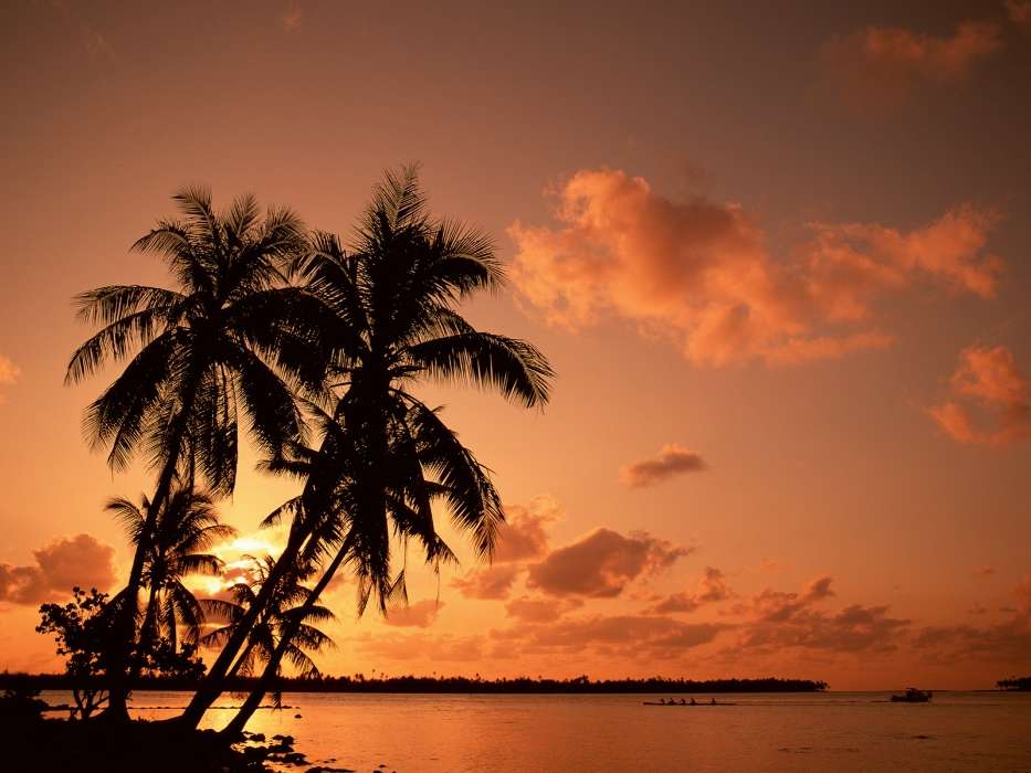 Landscape, Trees, Sunset, Sky, Sea, Palms