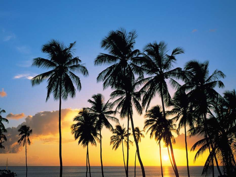 Trees, Sea, Palms, Landscape, Sunset