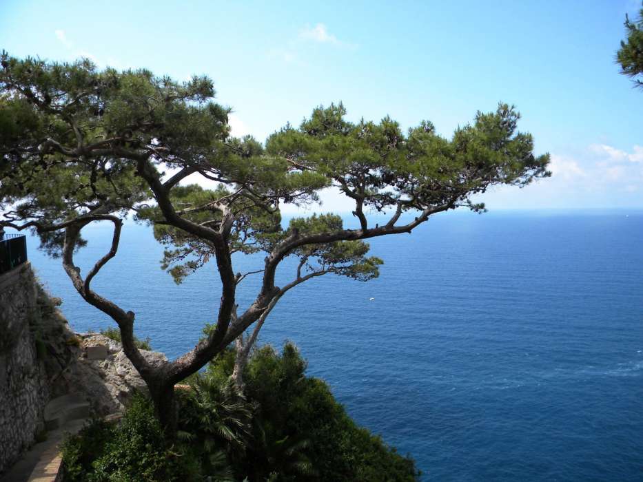 Trees,Sea,Landscape