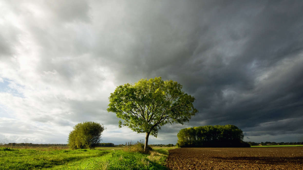 Trees, Sky, Clouds, Landscape, Fields