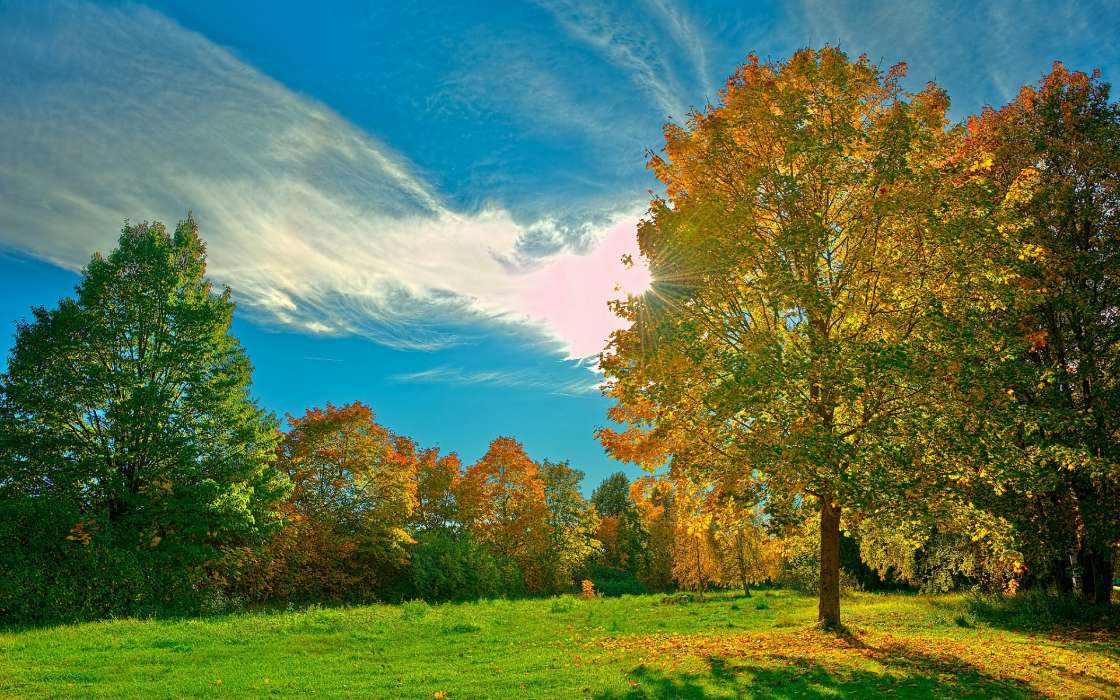 Trees, Clouds, Autumn, Landscape, Sun