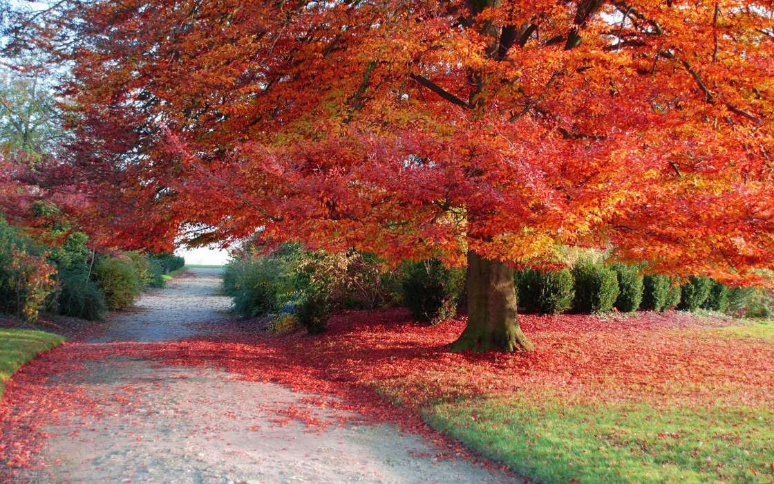 Trees, Autumn, Landscape