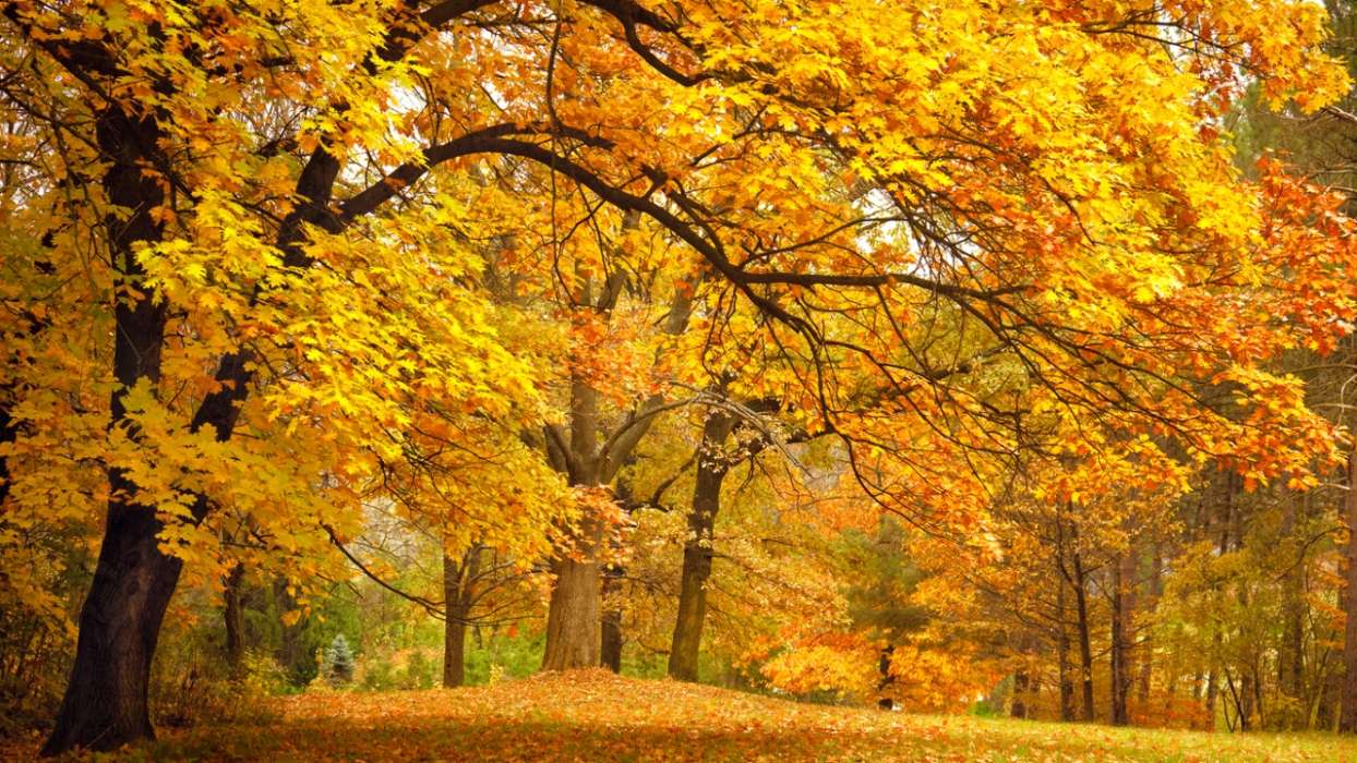 Trees,Autumn,Landscape