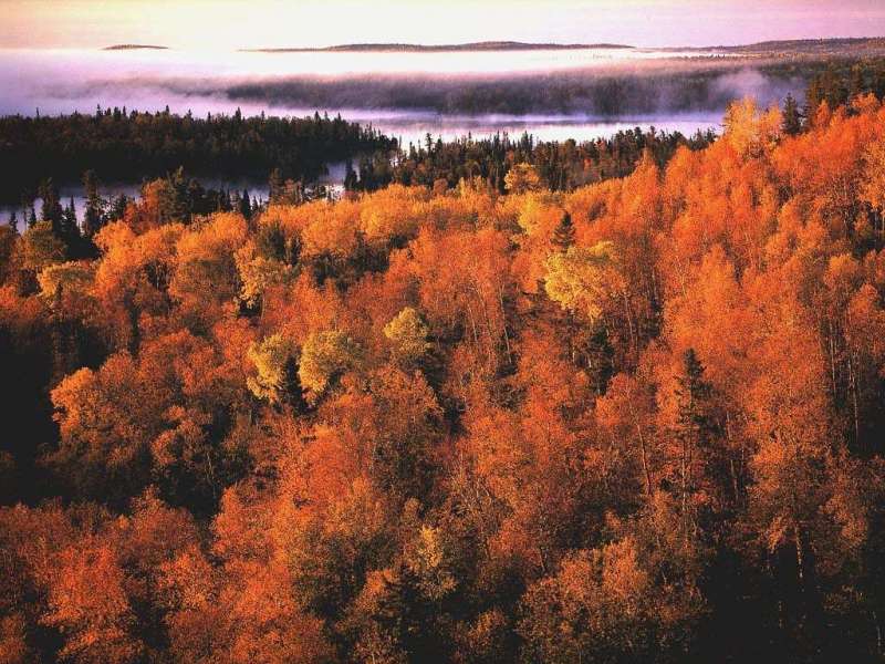 Trees,Autumn,Landscape