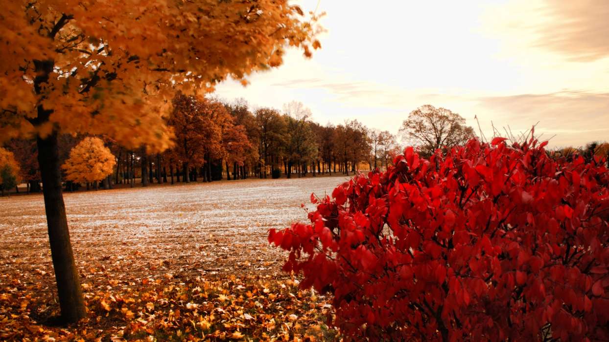 Trees, Autumn, Landscape, Fields
