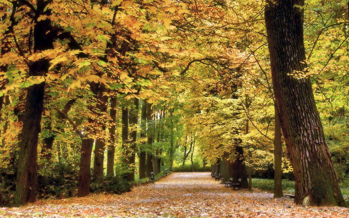 Trees,Autumn,Landscape,Nature