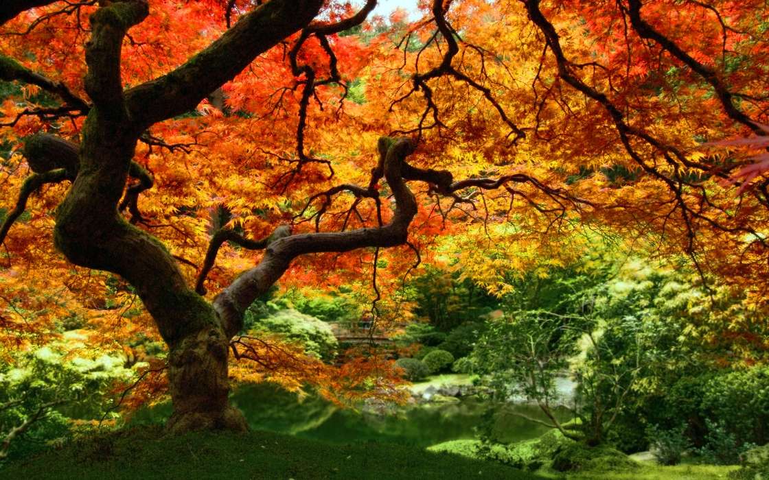 Plants, Landscape, Trees, Autumn