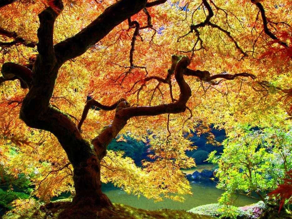 Trees, Autumn, Landscape, Plants