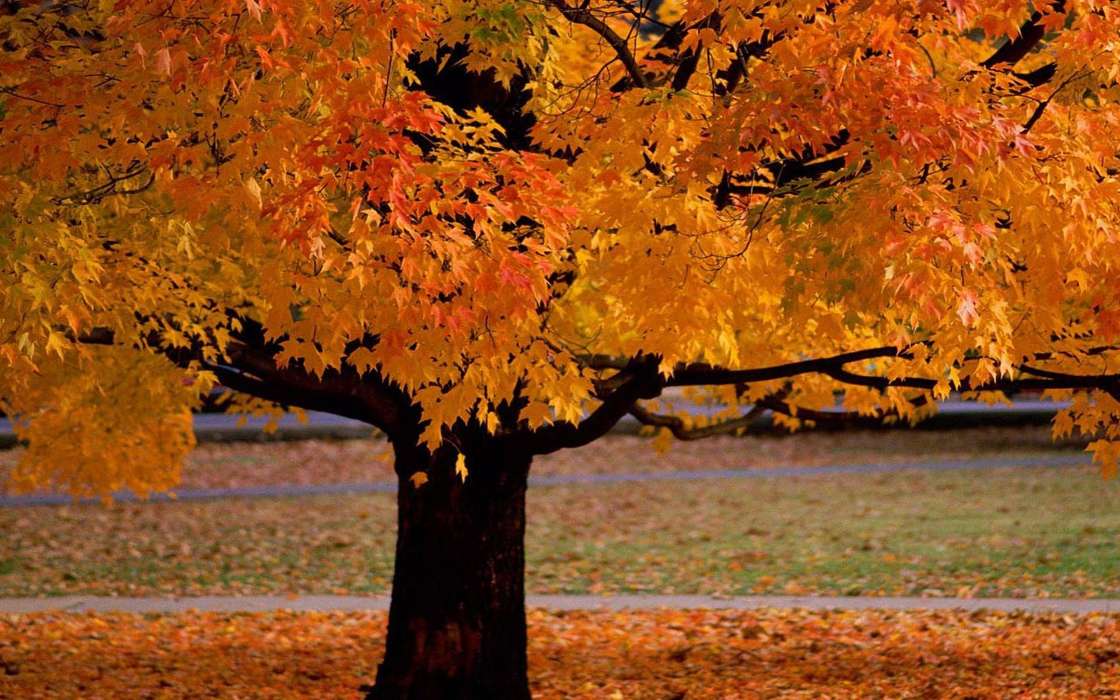 Trees, Autumn, Landscape, Plants