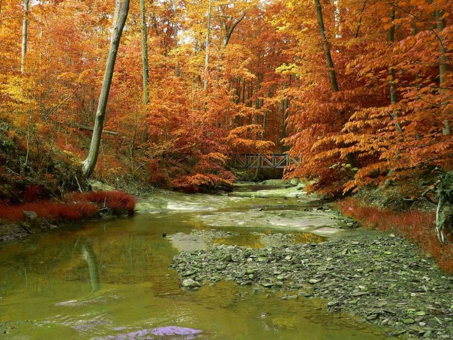 Landscape, Rivers, Trees, Autumn