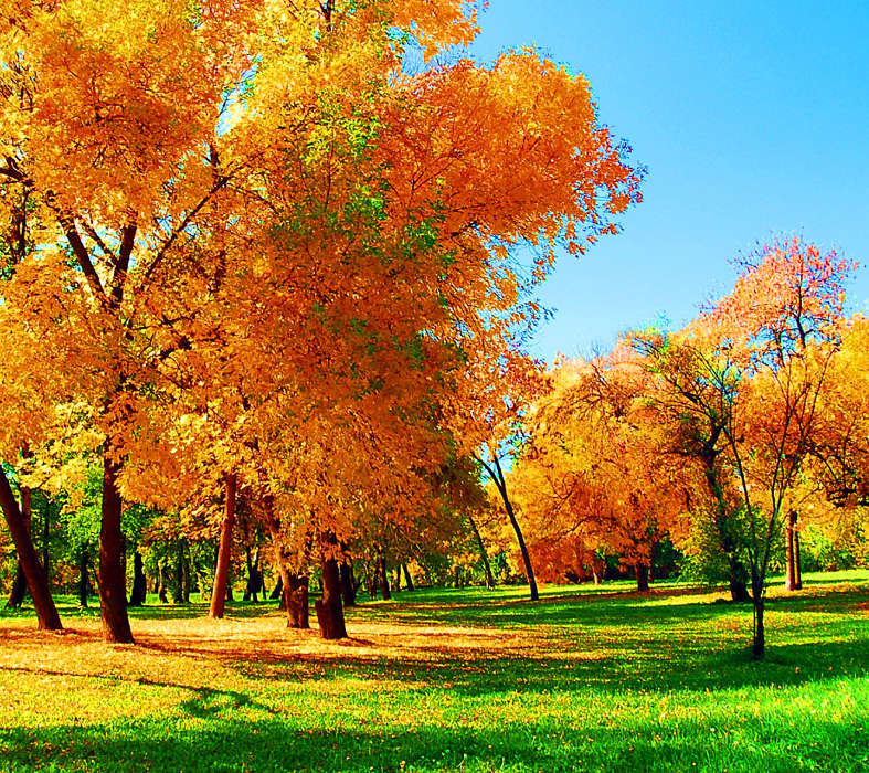 Trees, Autumn, Landscape, Grass