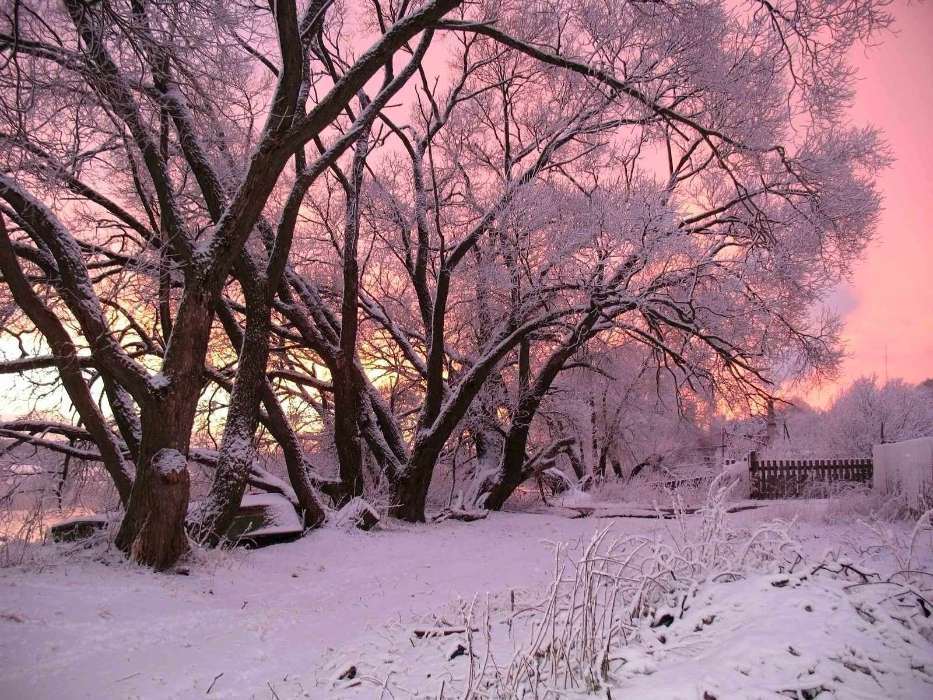 Landscape, Winter, Trees, Snow, Dawn
