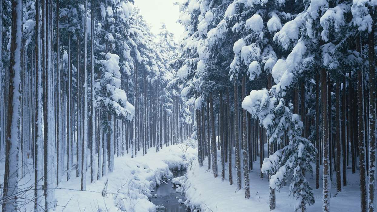 Trees, Landscape, Rivers, Snow, Winter