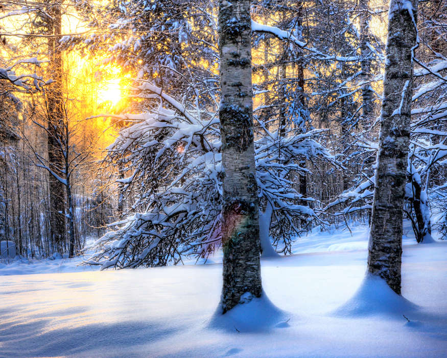 Trees, Landscape, Snow, Sun, Winter