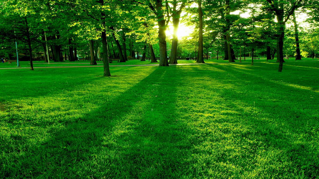 Trees, Landscape, Sun, Grass