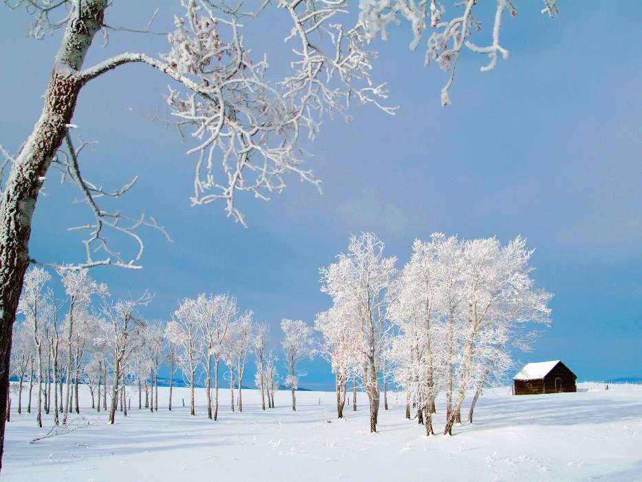 Landscape, Winter, Trees