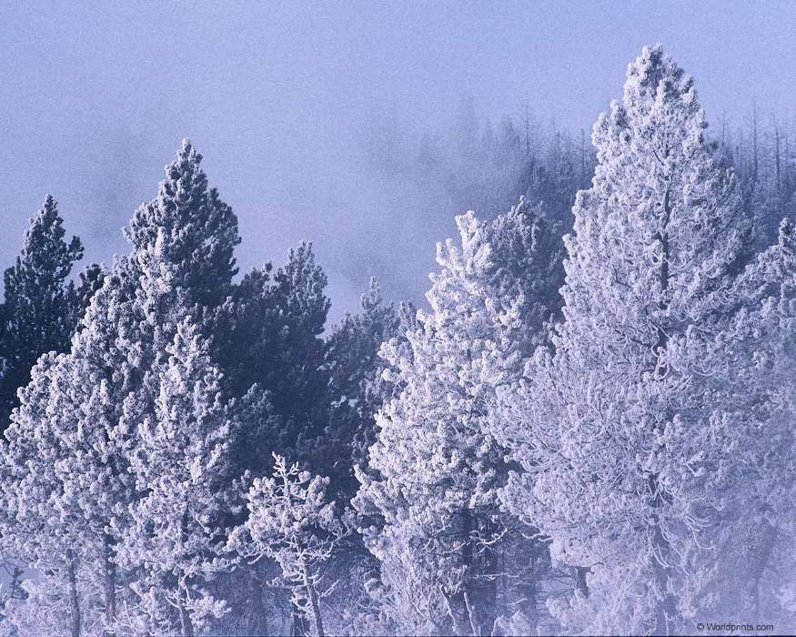Trees, Landscape, Winter