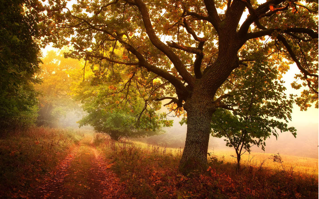 Roads, Leaves, Autumn, Nature