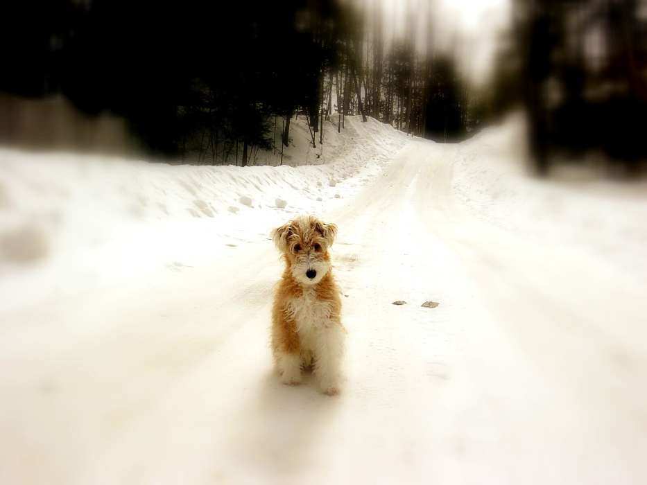 Animals, Winter, Dogs, Roads