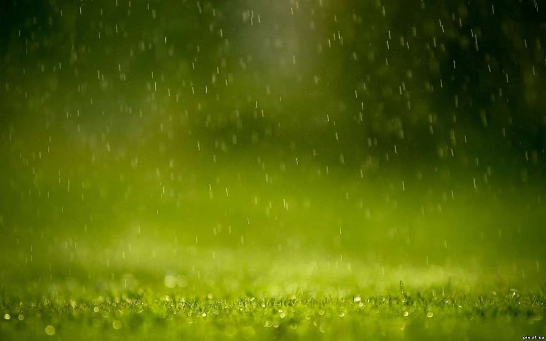 Rain, Background, Grass