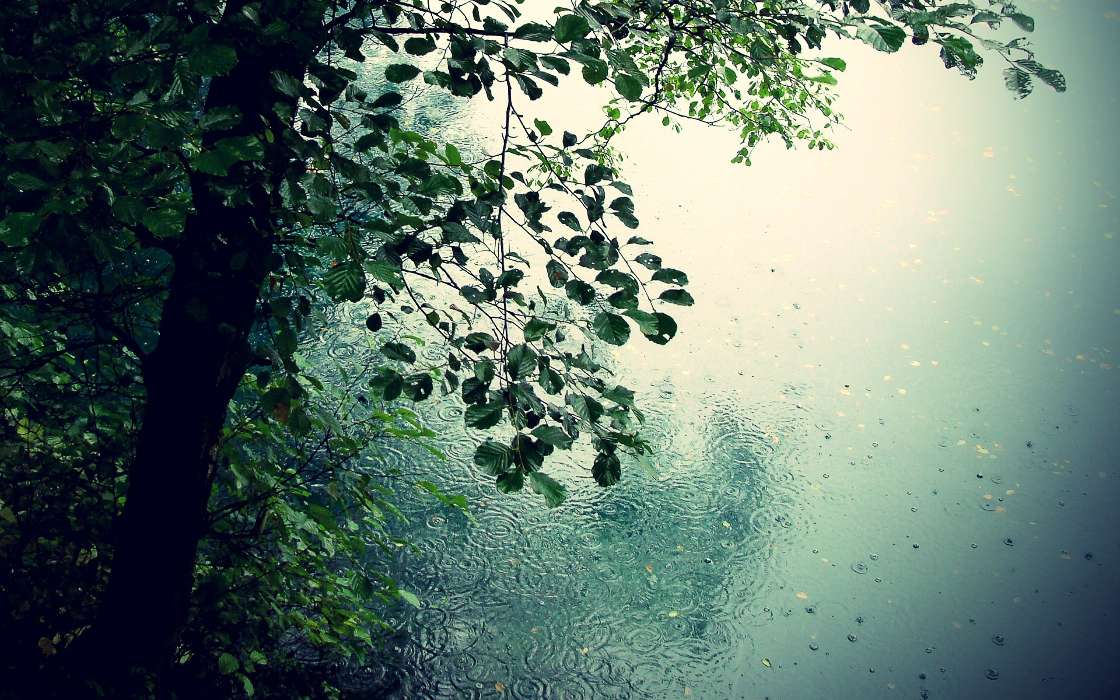 Rain,Leaves,Landscape