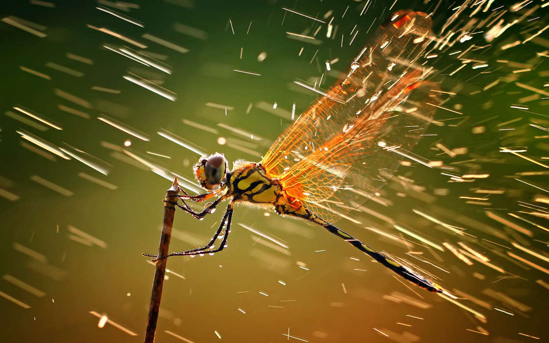 Rain, Insects, Dragonflies