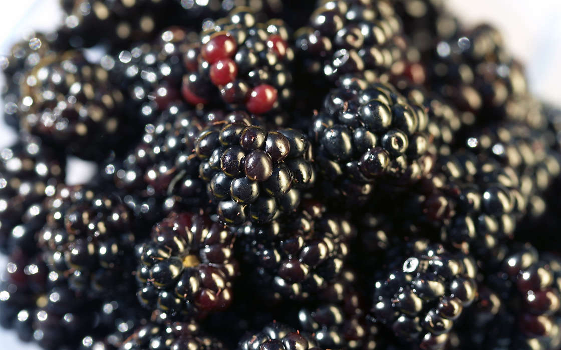 Fruits, Food, Backgrounds, Berries, Blackberry