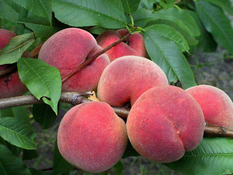 Fruits, Food, Peaches
