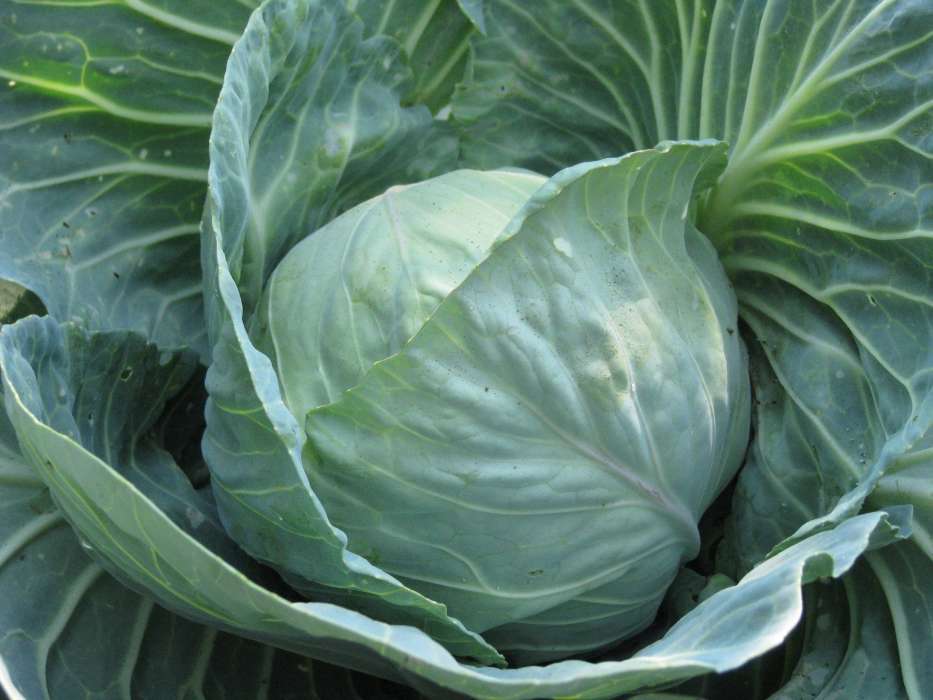 Plants, Food, Cabbage