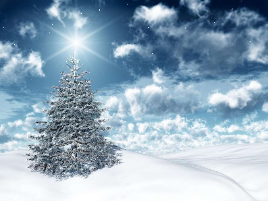 Fir-trees, New Year, Holidays, Christmas, Xmas, Winter, Stars