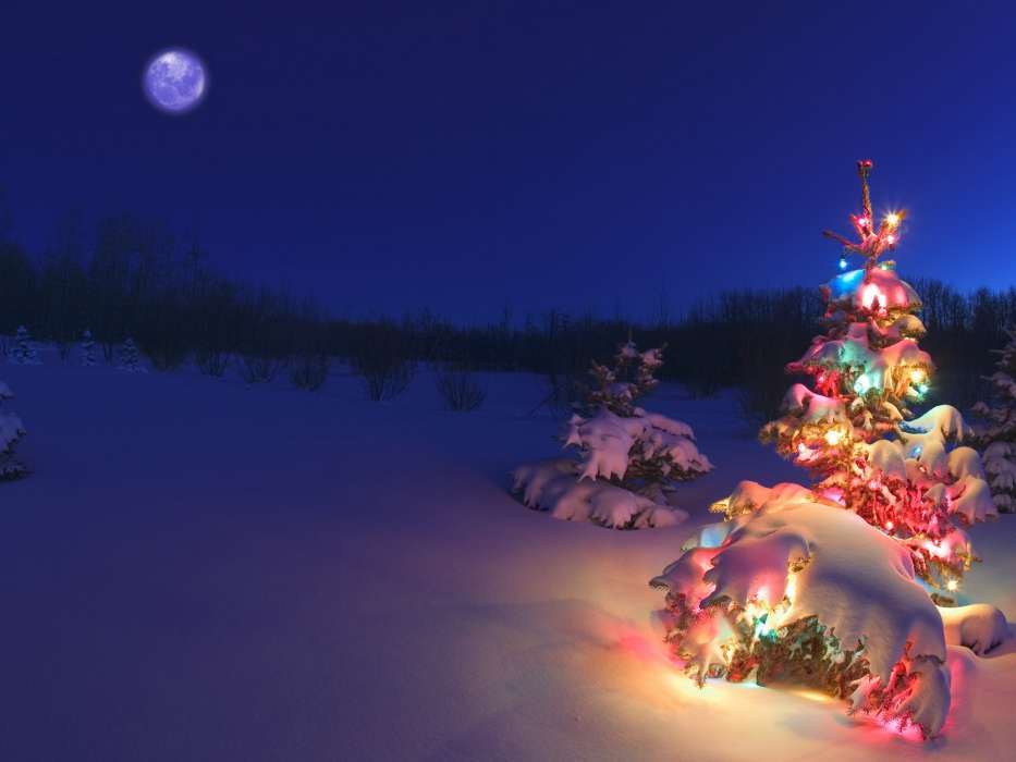 Fir-trees, New Year, Holidays, Snow