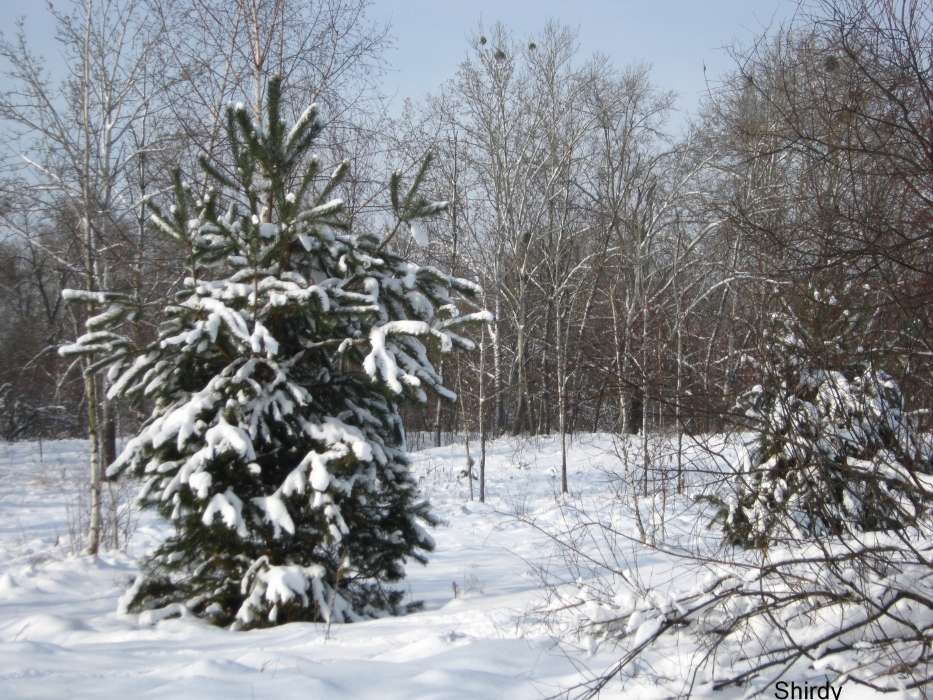 Fir-trees, Landscape, Snow, Winter