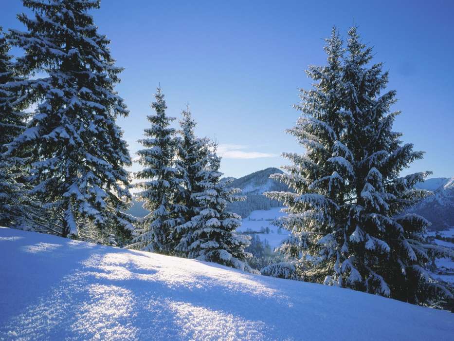 Landscape, Winter, Fir-trees