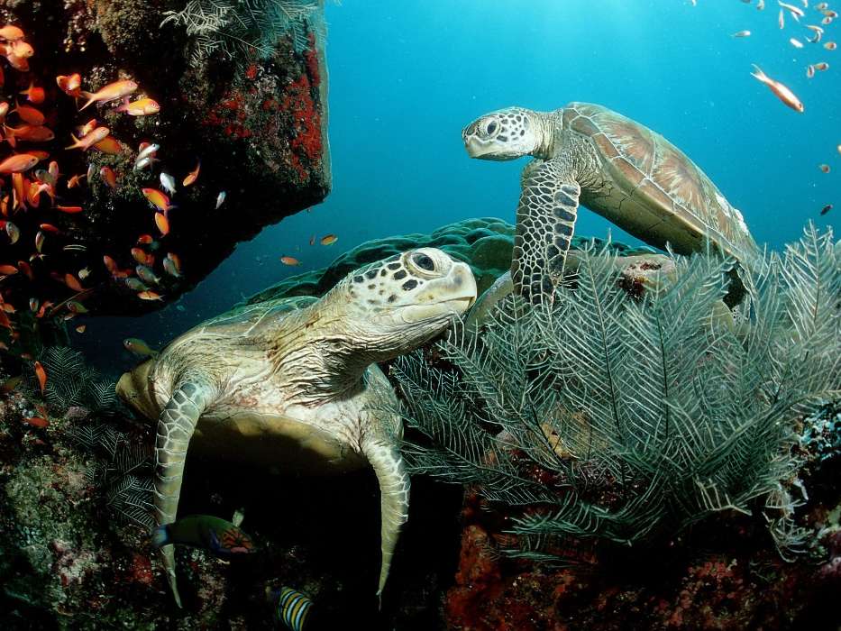 Animals, Turtles, Sea