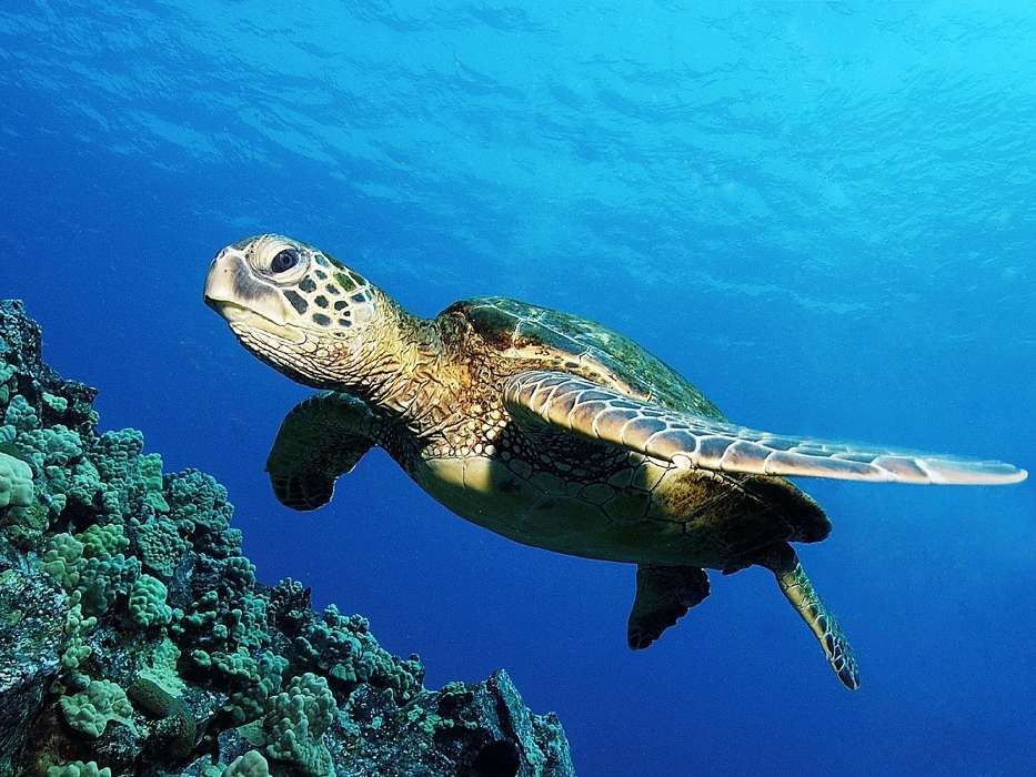 Animals, Turtles, Sea