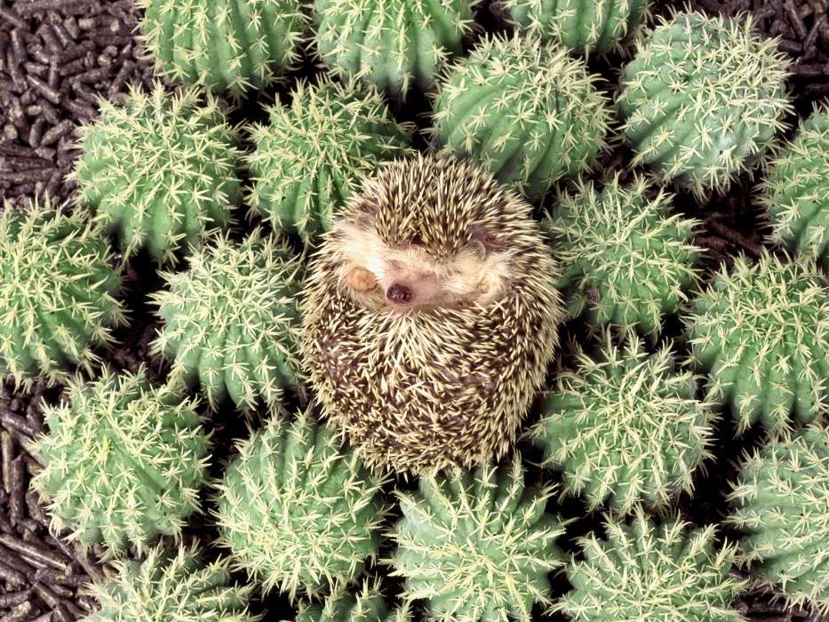 Animals, Hedgehogs, Cactuses