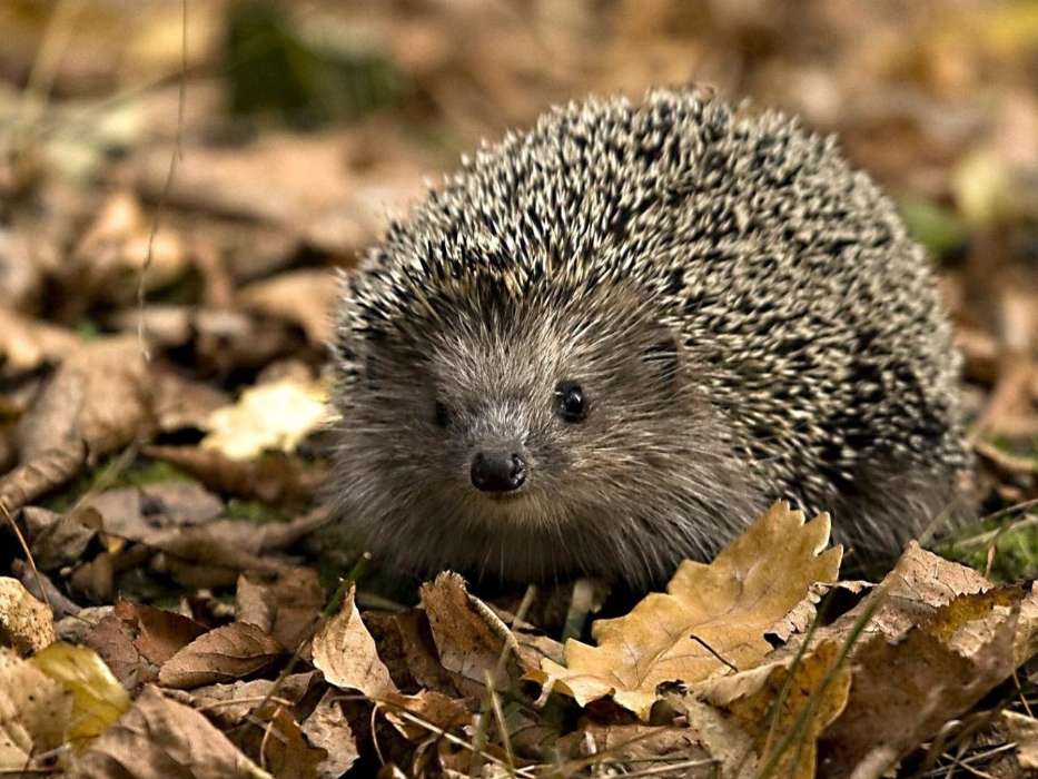 Hedgehogs, Animals