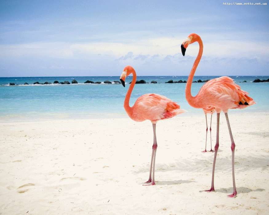 Animals, Birds, Sky, Sea, Beach, Flamingo