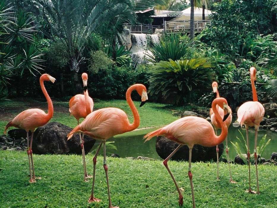 Animals, Birds, Flamingo